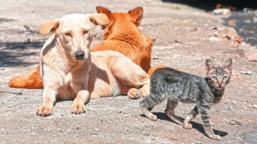 El Salvador busca expertos para proyecto de rescate de perros y gatos en situación de calle |
