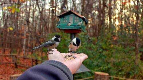 Aquí están los mejores parques naturales accesibles en transporte público desde Montreal