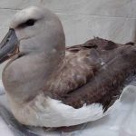 Hallan en Anconcito un ave marina en peligro con varios anzuelos en el estómago | Internacional | Noticias