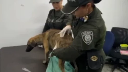 Veterinarios examinan al perrito con el que se entregó el hombre señalado de brutal golpiza a un canino, causando indignación en el país