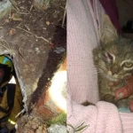Rescataron a un gato que había caído a pozo de 12 metros de profundidad en Pasto