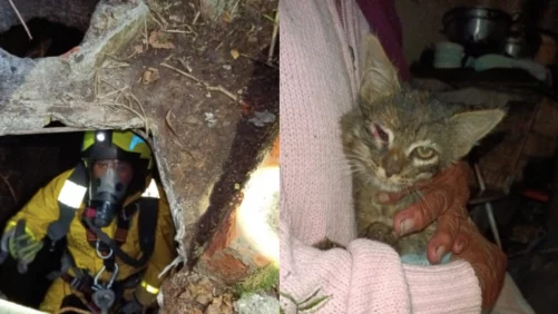 Rescataron a un gato que había caído a pozo de 12 metros de profundidad en Pasto