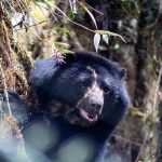 Oso andino muere durante su traslado aéreo para liberación en un bosque protegido | Internacional | Noticias