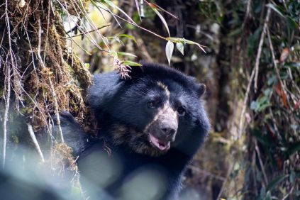 Oso andino muere durante su traslado aéreo para liberación en un bosque protegido | Internacional | Noticias