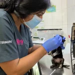 el urgente llamado de las autoridades de Medellín para proteger a los animales durante la temporada decembrina