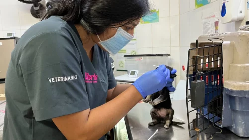 el urgente llamado de las autoridades de Medellín para proteger a los animales durante la temporada decembrina