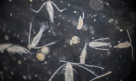 Importante hallazgo en el Atlántico Norte: Estos animales diminutos revelan cómo el océano almacena carbono | Internacional | Noticias