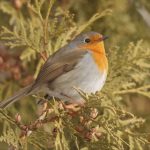 Un ave rara atrae a cientos de ornitólogos a Montreal