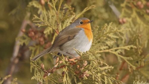 Un ave rara atrae a cientos de ornitólogos a Montreal